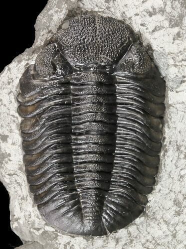 Prone Eldredgeops (Phacops) Trilobite - New York #54996